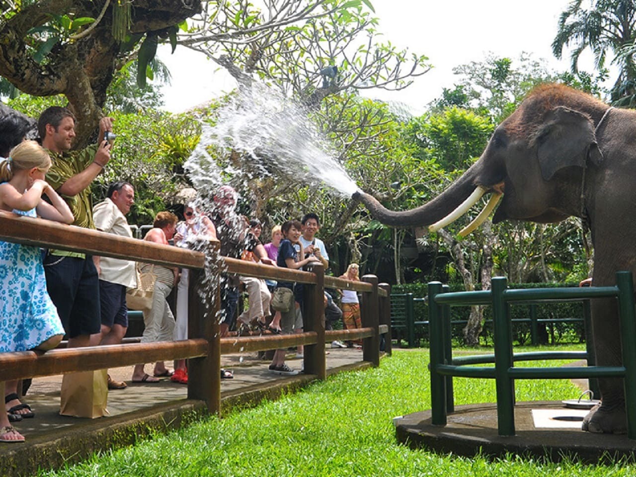 Elephant Park Visit Packages by Mason Elephant Park - Bali Elephant Riding
