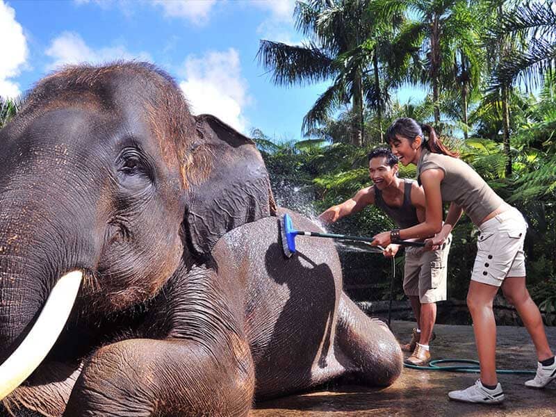 Jumbo Wash Packages by Mason Elephant Park - Bali Elephant Riding